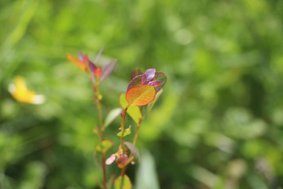 Photo of green foulage and butterflies.