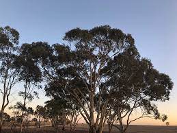 Nardoo Hills, VIC