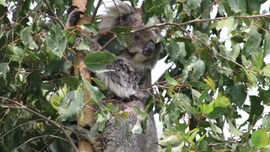 Strzelecki Koalas Confirmed At Strzelecki Nature Link