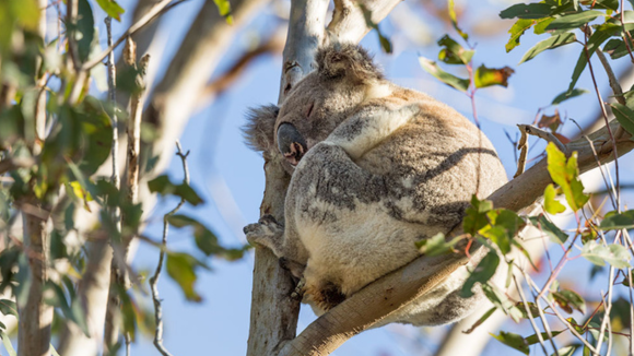 World Wildlife Day 2026