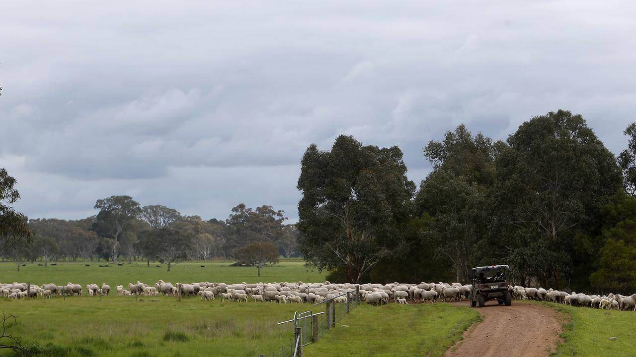 Photo of the landscape at Jigsaw Farm in VIC.