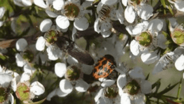 Photo of white cotton flower