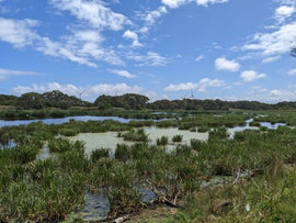Landscape included a lake and large trees.