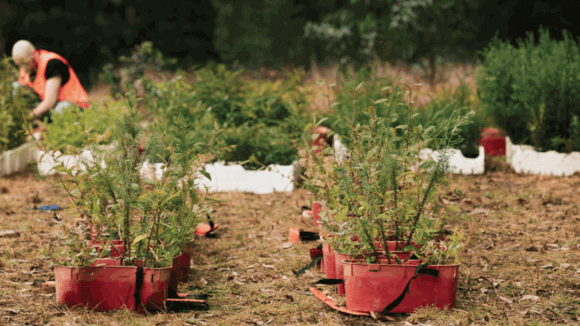 Seedlings in red buckets, waiting to be planted.