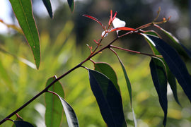 Photo of green foulage