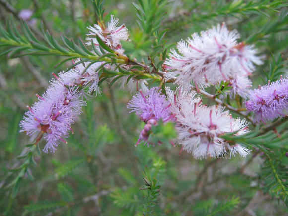  Photo of green foulage and purple wattle.