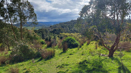 Landscape photo of forest