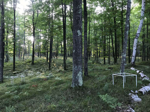 Photo of the landscape at Matsubayashi Nojo in NSW.