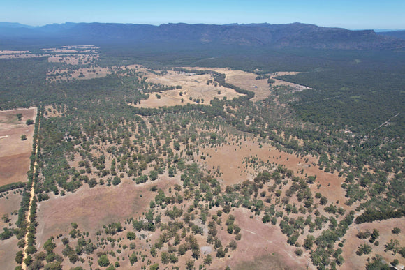 Photo of Greenfleet's forest at Ledcourt in Victoria