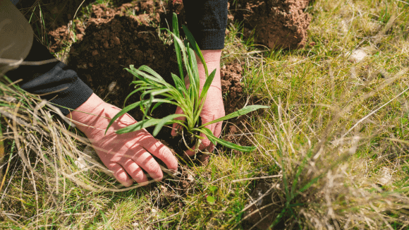 Hands planting a seedling
