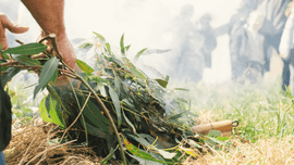 First nations person adding indigenous plants to a smoking fire.