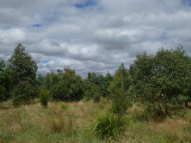 Cardinia Creek, VIC