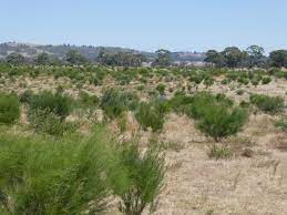 Photo of Sunday Morning Hills landscape with shrubs, and blue sky