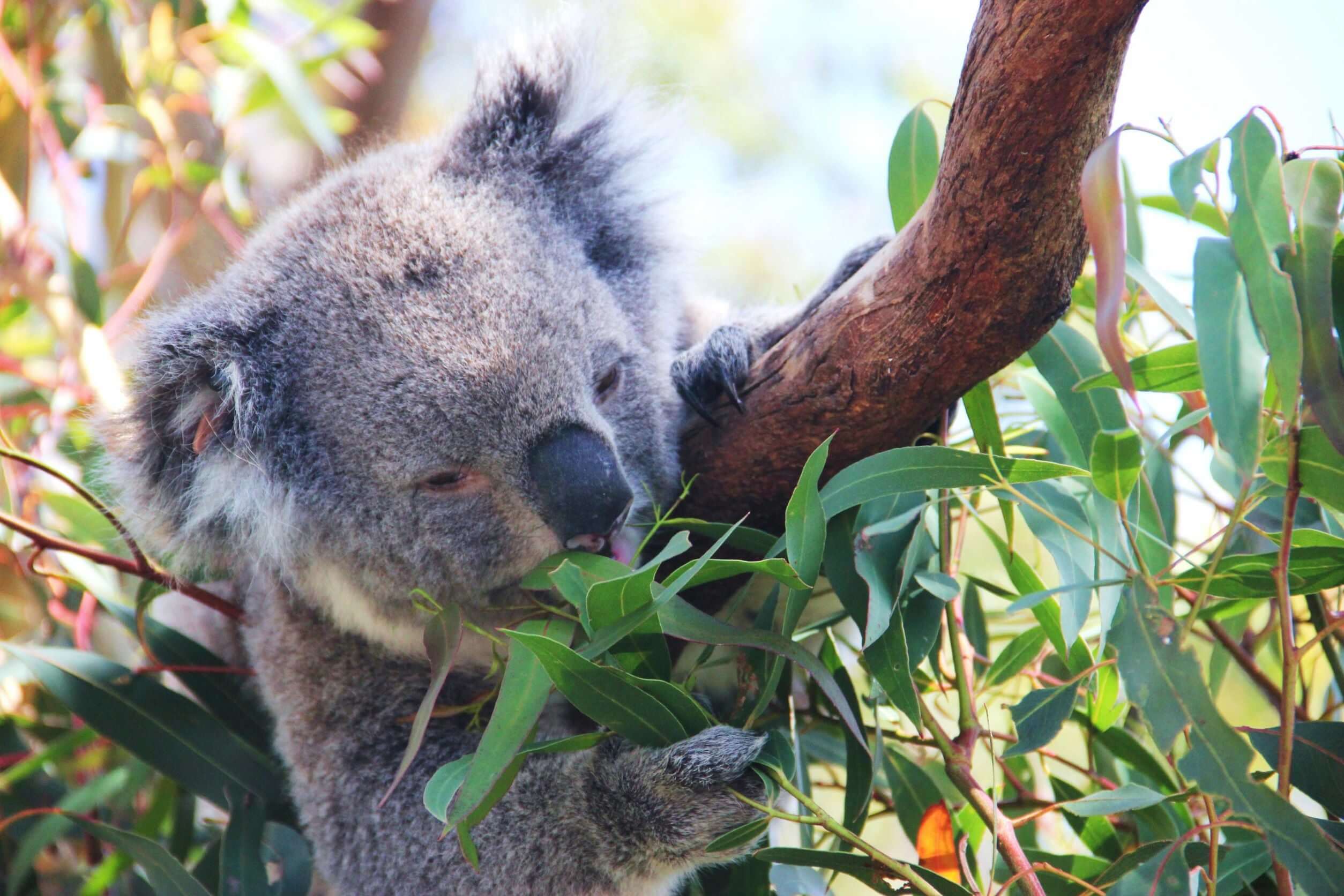 Koala Habitat Trees Koala Habitat Trees