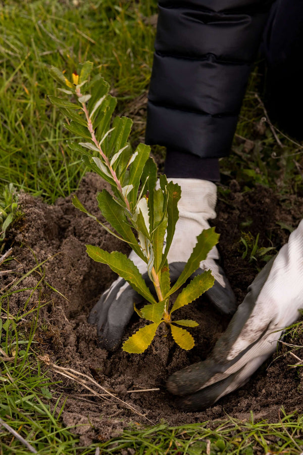 Hands wearing gloves planting a seedling.