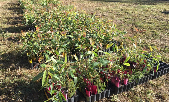  Photo of Australian native seedlings waiting to be planted.