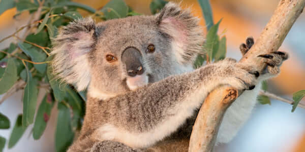 Koala in a eucalypt tree at Greenfleet's forest called Greentrees