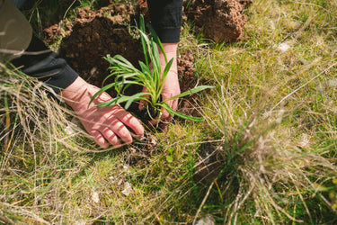 A close up of a pair of hands planting a tree seedling into soil. 