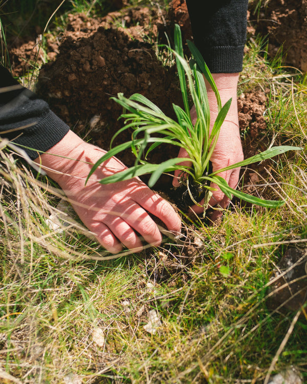 A close up of a pair of hands planting a tree seedling into soil. 