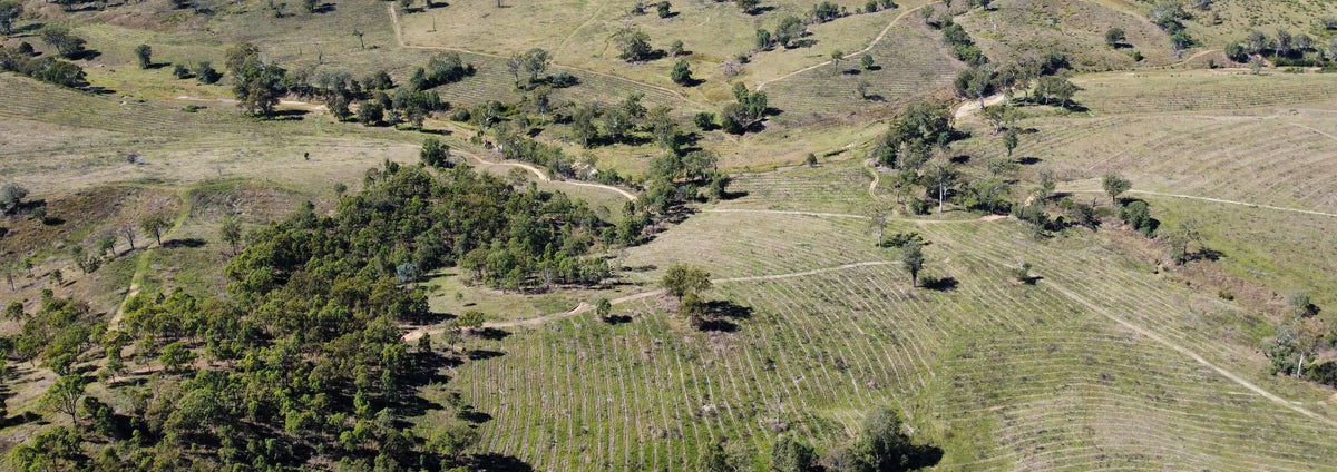 Ivorie Creque Ivory Creek: Restoring riparian and floodplain ecosystems
