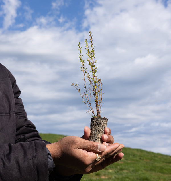 Person holding a small plant against a blue sky with clouds and green field background