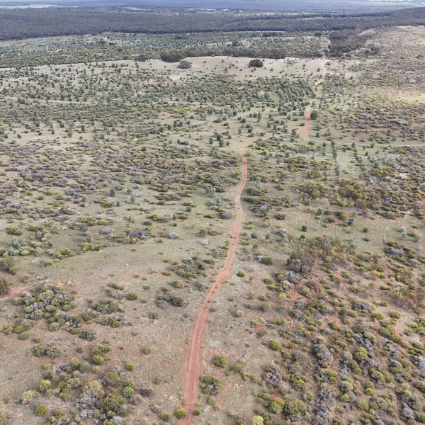 Aerial view of an open scrubland landscape with scattered trees and shrubs, a dirt track running through the center, and a distant forested horizon.