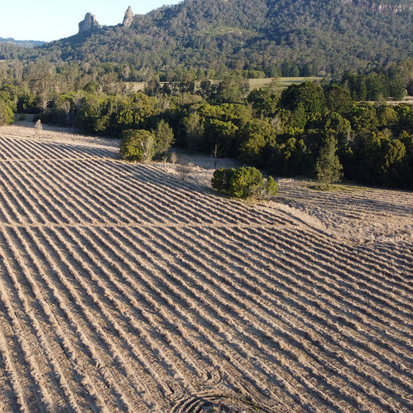 Aerial view of a vineyard with rows of plants and a mountainous landscape in the background.