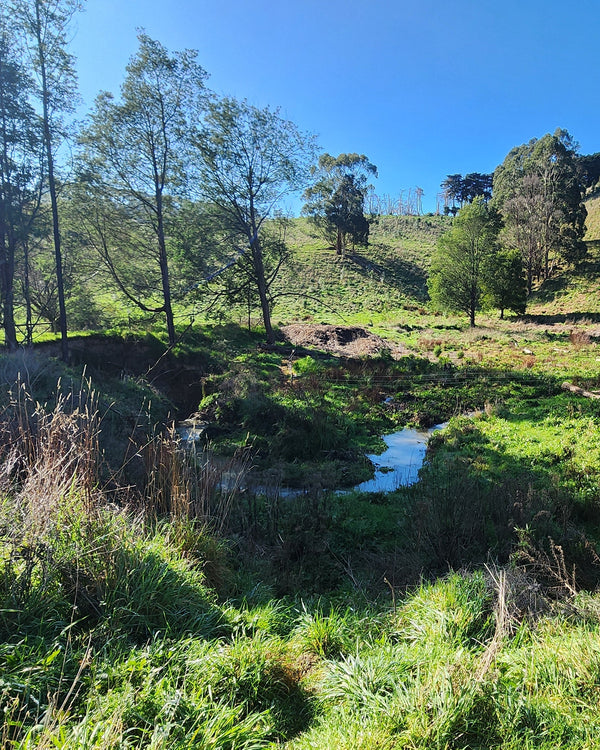 A riparian zone at our Strzelecki Nature Link, with old willow logs visible in the background, retained to create habitat for wildlife as the vegetation matures.