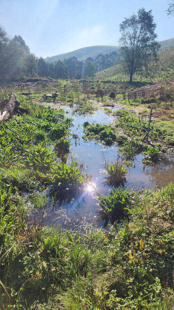 Water flows more slowly through this riparian zone in our Strzelecki Nature Link than it would through non-vegetated land, filtering sediment and pollutants and improving water quality. 