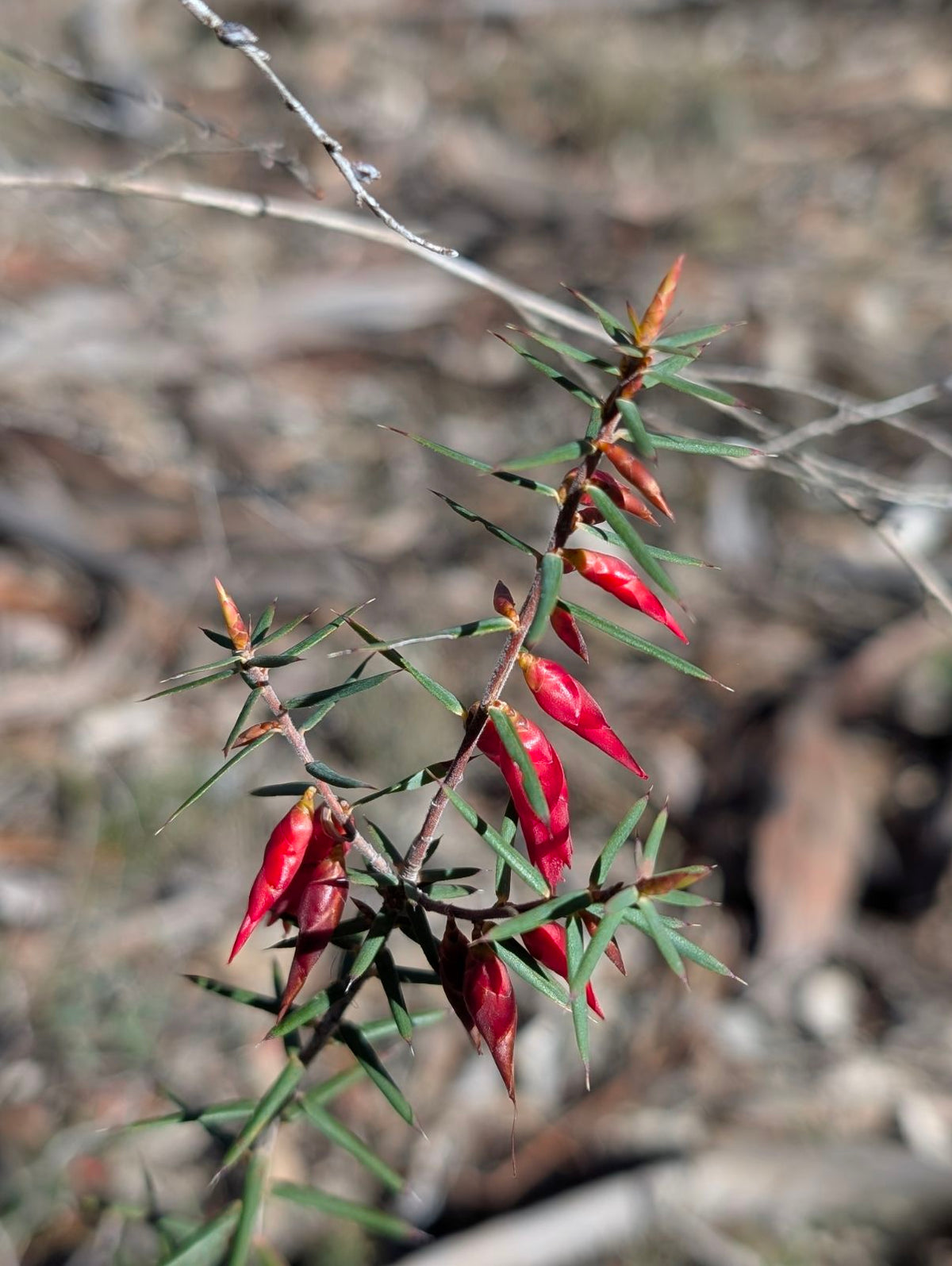 A close-up of a plant with slender green leaves and bright red, elongated flower buds or capsules, photographed outdoors against a blurred natural background of dry leaves and branches.
