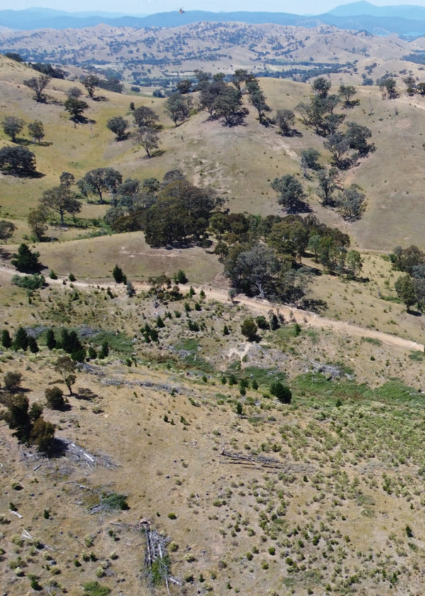 Aerial view of a hilly landscape with sparse trees and open fields.