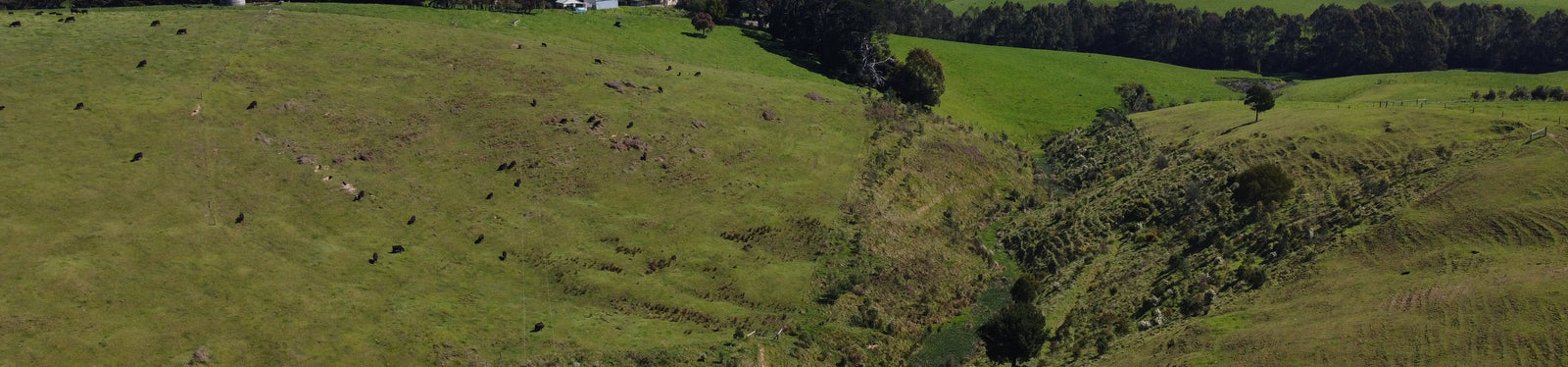 Green rolling hills with scattered trees under a clear blue sky