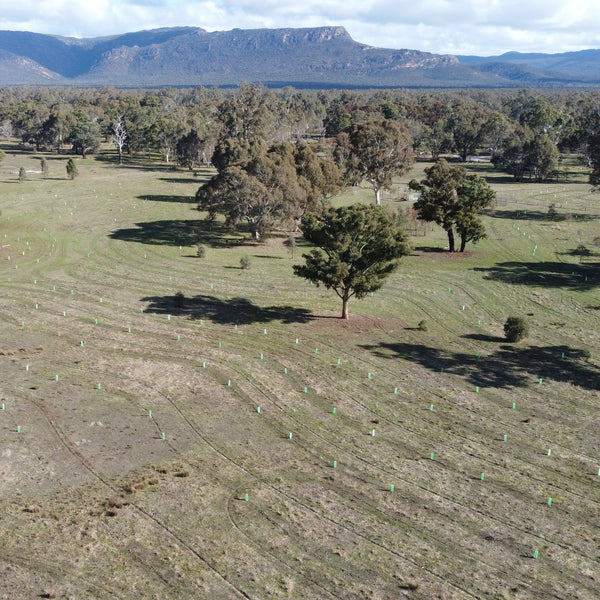 Aerial view of a grassy landscape with scattered trees, a dirt track, and mountains in the background under a cloudy sky.