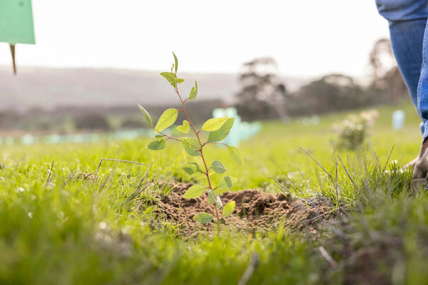 photo of seedling