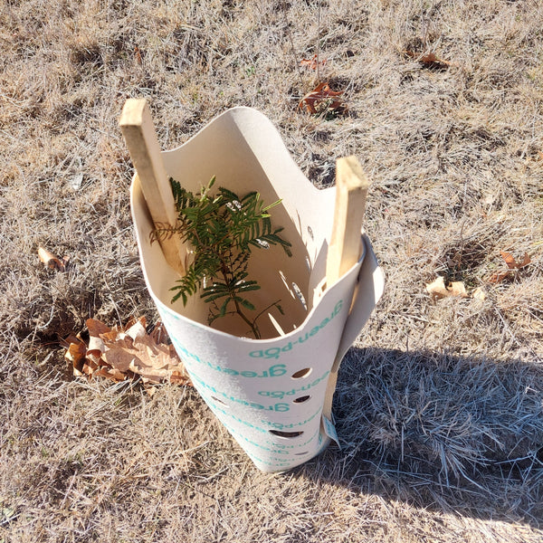 White plastic container with green plants on a dry, brown ground