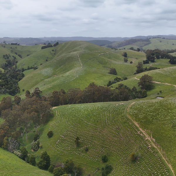 Green rolling hills with trees under a cloudy sky