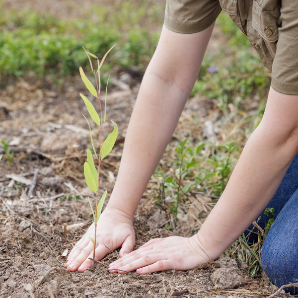 A person kneels on the ground, their hands patting the soil as they plant a seedling tree. 