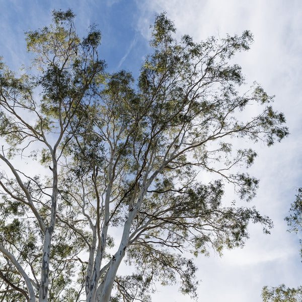 Looking up towards the crown of a beautiful tall eucalypt tree on a sunny day. The trunk of the tree glows silver in the sunlight 