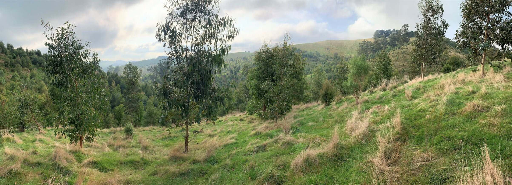 Growing native eucalypt trees at Greenfleet's forest at Wurneet Laang Laang in Victoria