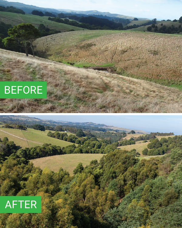 A split-screen comparison of a landscape showing rolling grassy hills under a blue sky, labeled 'BEFORE' on the top half and dense green trees on the bottom half, labeled 'AFTER'.