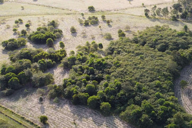 areal image of Dangerbridge forest in QLD
