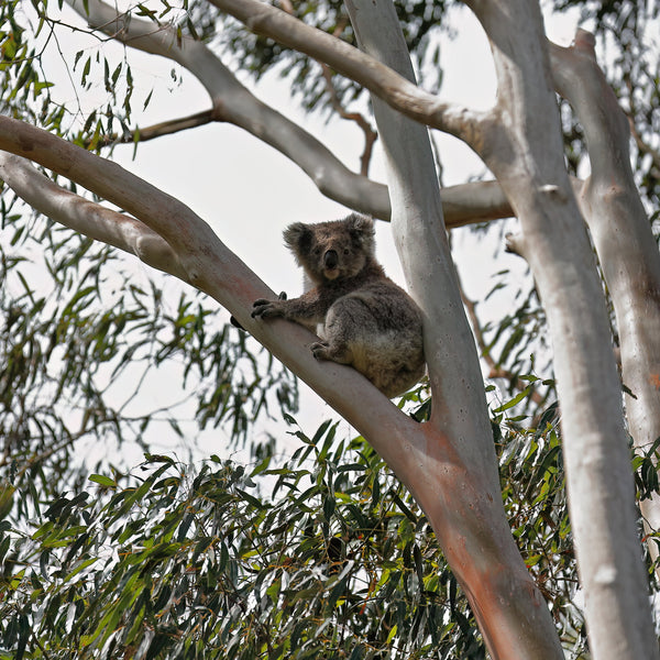 Koala sitting in a tree with a clear sky background