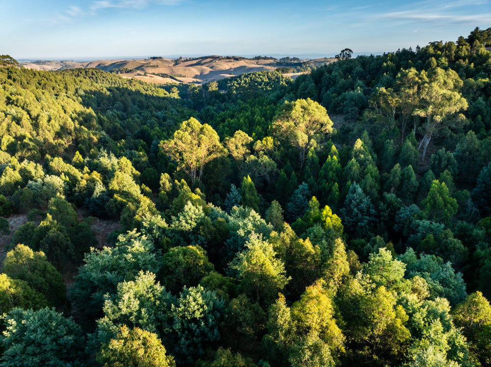 Aerial view of Greenfleet's Wurneet Laang Laang forest in Gippsland Victoria with rolling hills in the distance.
