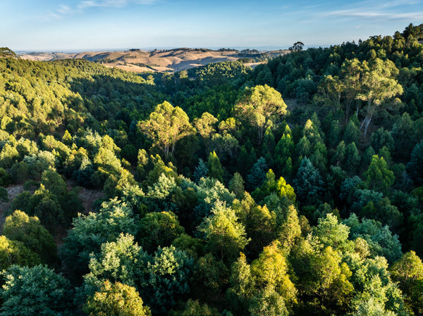 An aerial view of the lush forest at Wurneet Laang Laang, showing the tops of different species of native trees that were planted in the region. In the distance, treeless paddocks contrast against the dense green canopy, which is lit up by sunshine at golden hour.