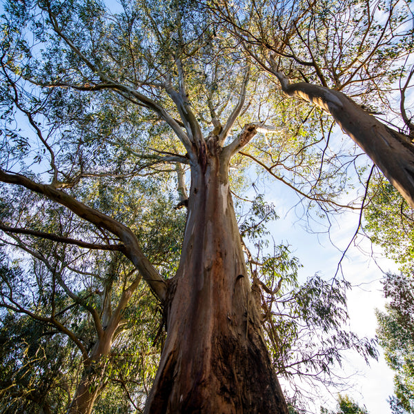 Tall tree with a thick trunk and branches reaching towards the sky