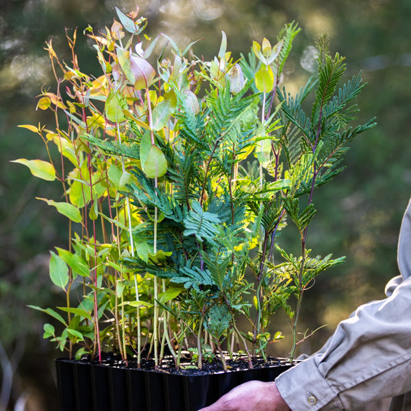 Person holding a tray of young plants outdoors