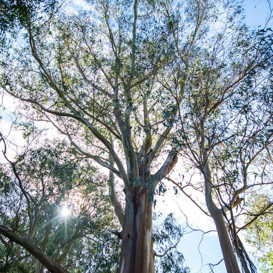 Tall eucalyptus tree with a clear blue sky in the background