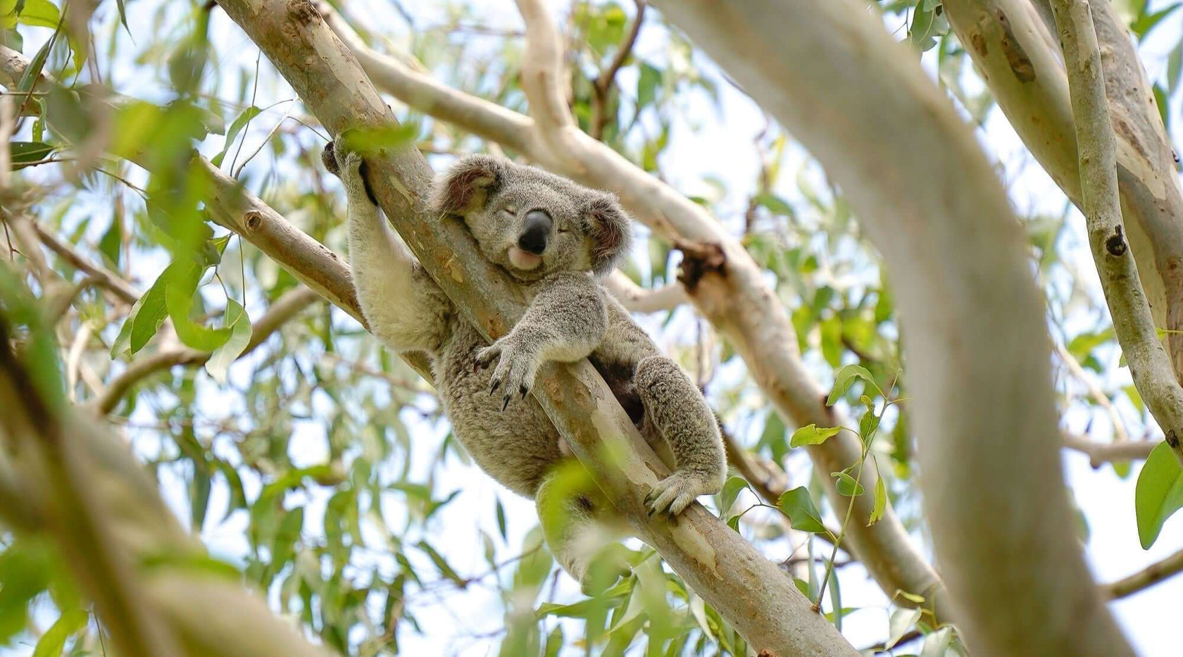 Koala asleep in eucalypt tree in Greenfleet forest in Noosa QLD