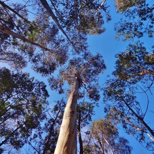 Photo of tree canopy