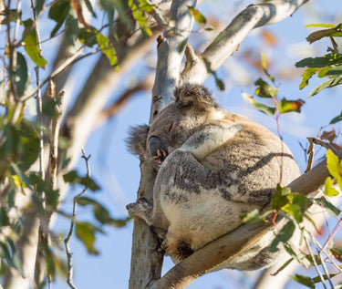 Photo of koala taken in a tree at our Greentree site.